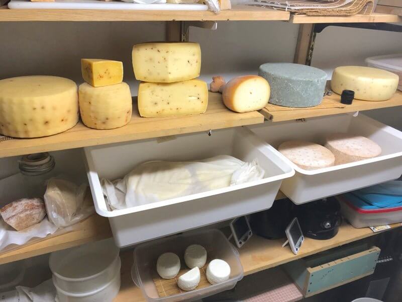 Cheese Making Workshop - Successful Aging - Image 9